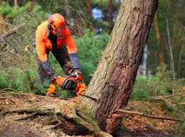 Best Hazardous Tree Removal  in Lakefield, MN