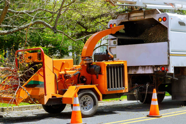 How Our Tree Care Process Works  in  Lakefield, MN